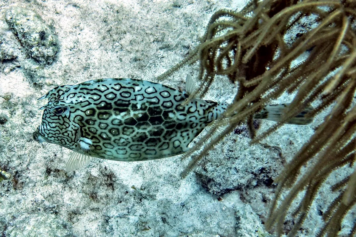 Honeycomb Cowfish