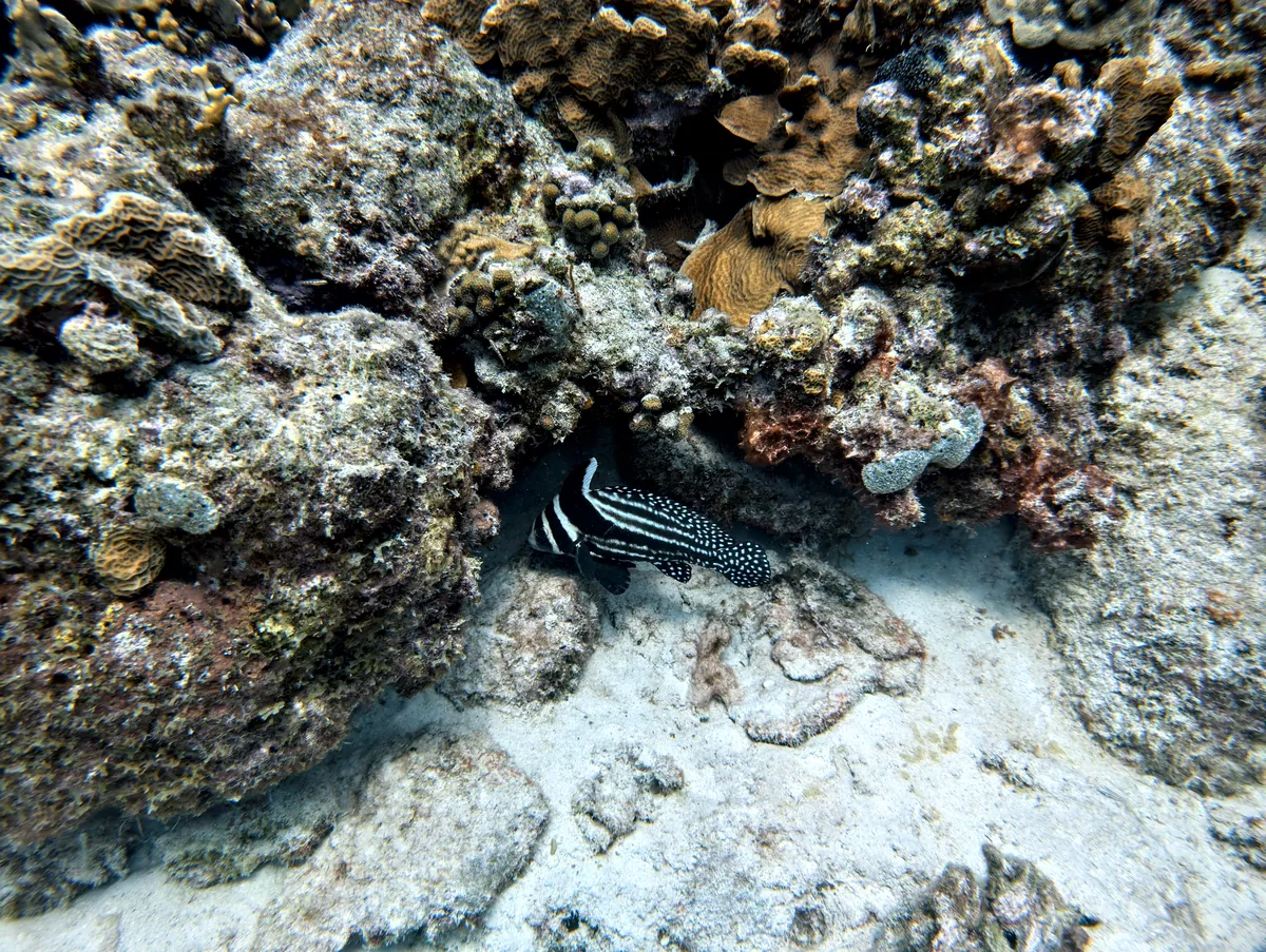 Spotted Drum
