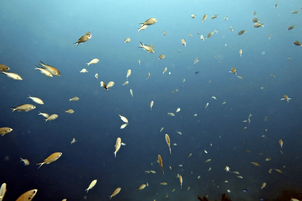 Brown Chromis