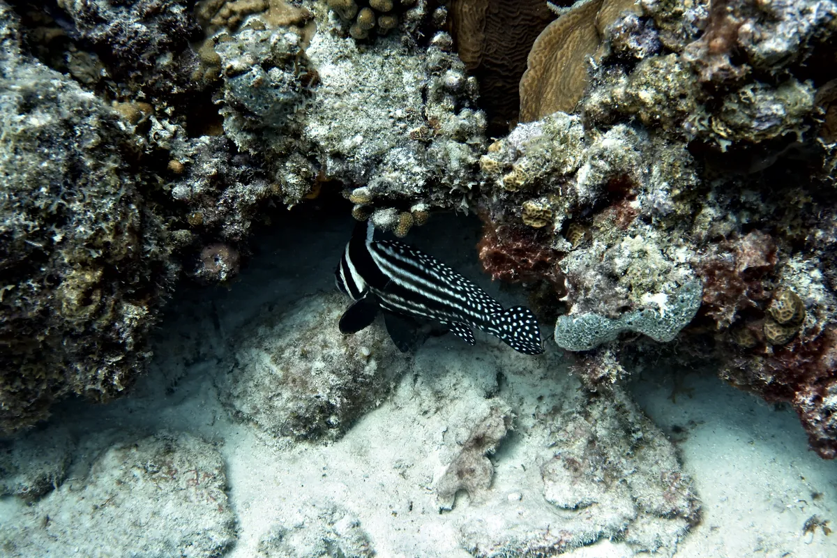 Spotted Drum