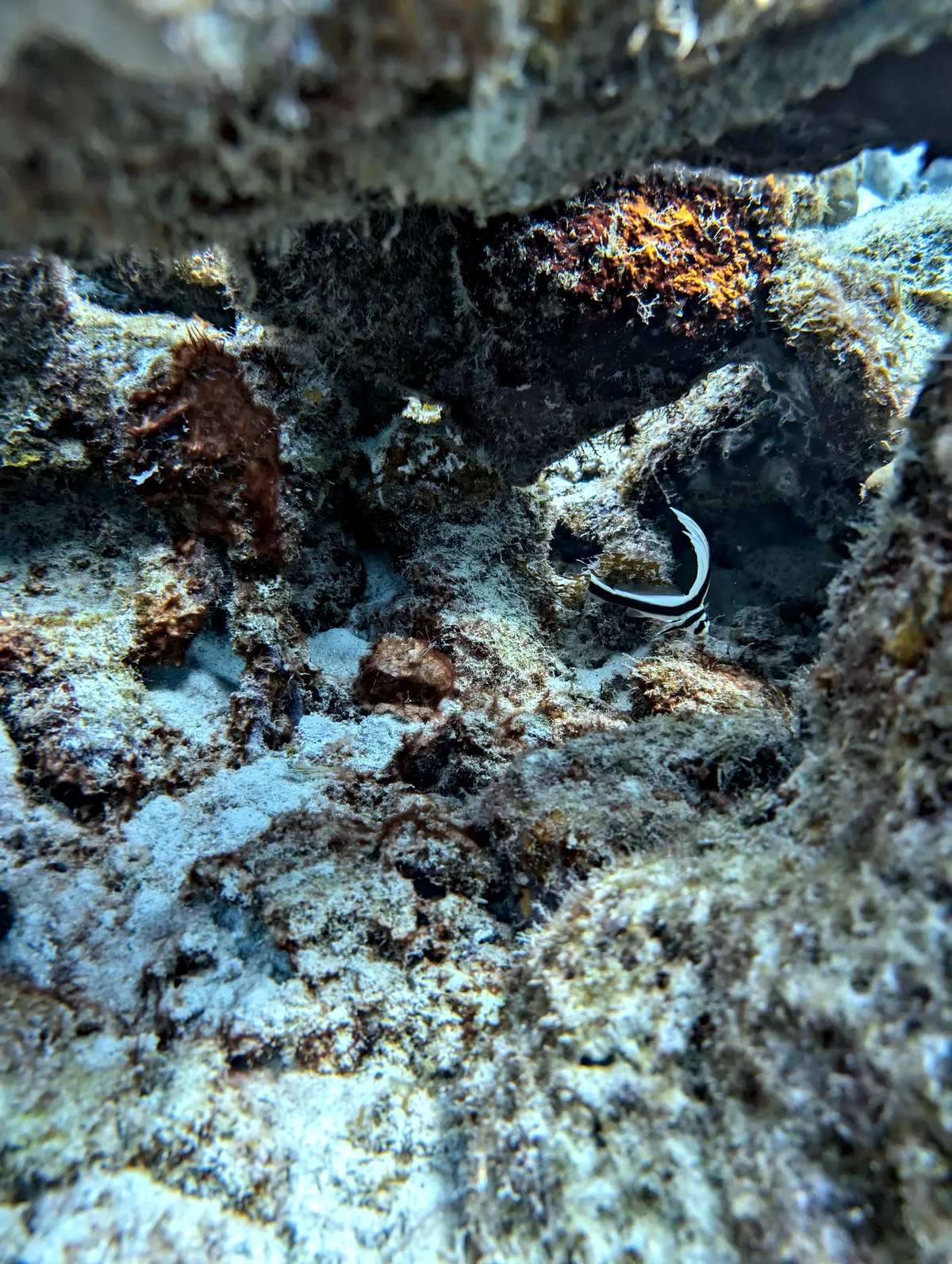 Spotted Drum