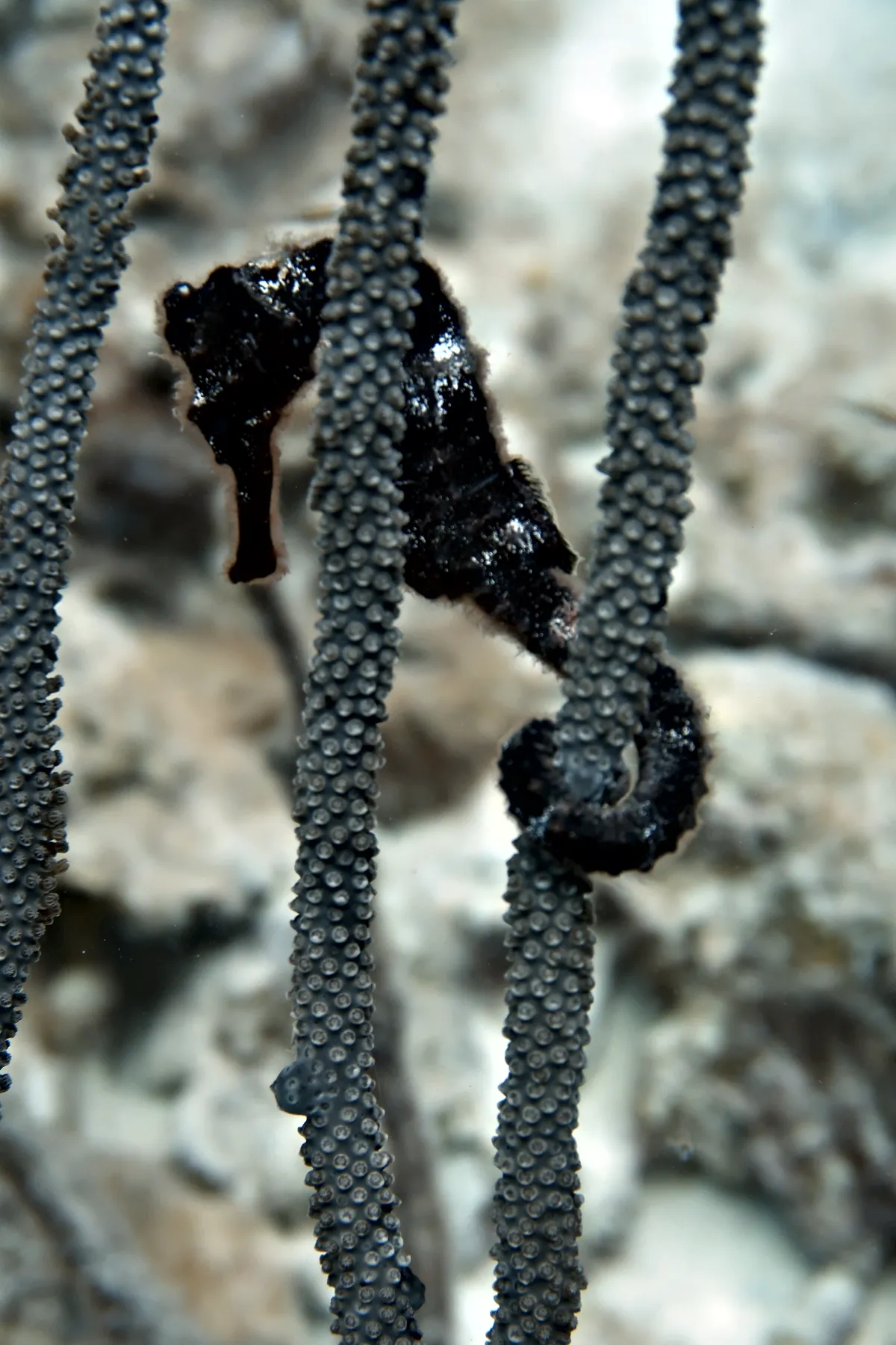 Longsnout Seahorse