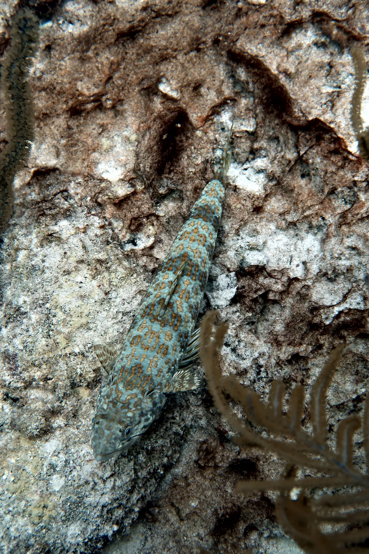 Sand Diver