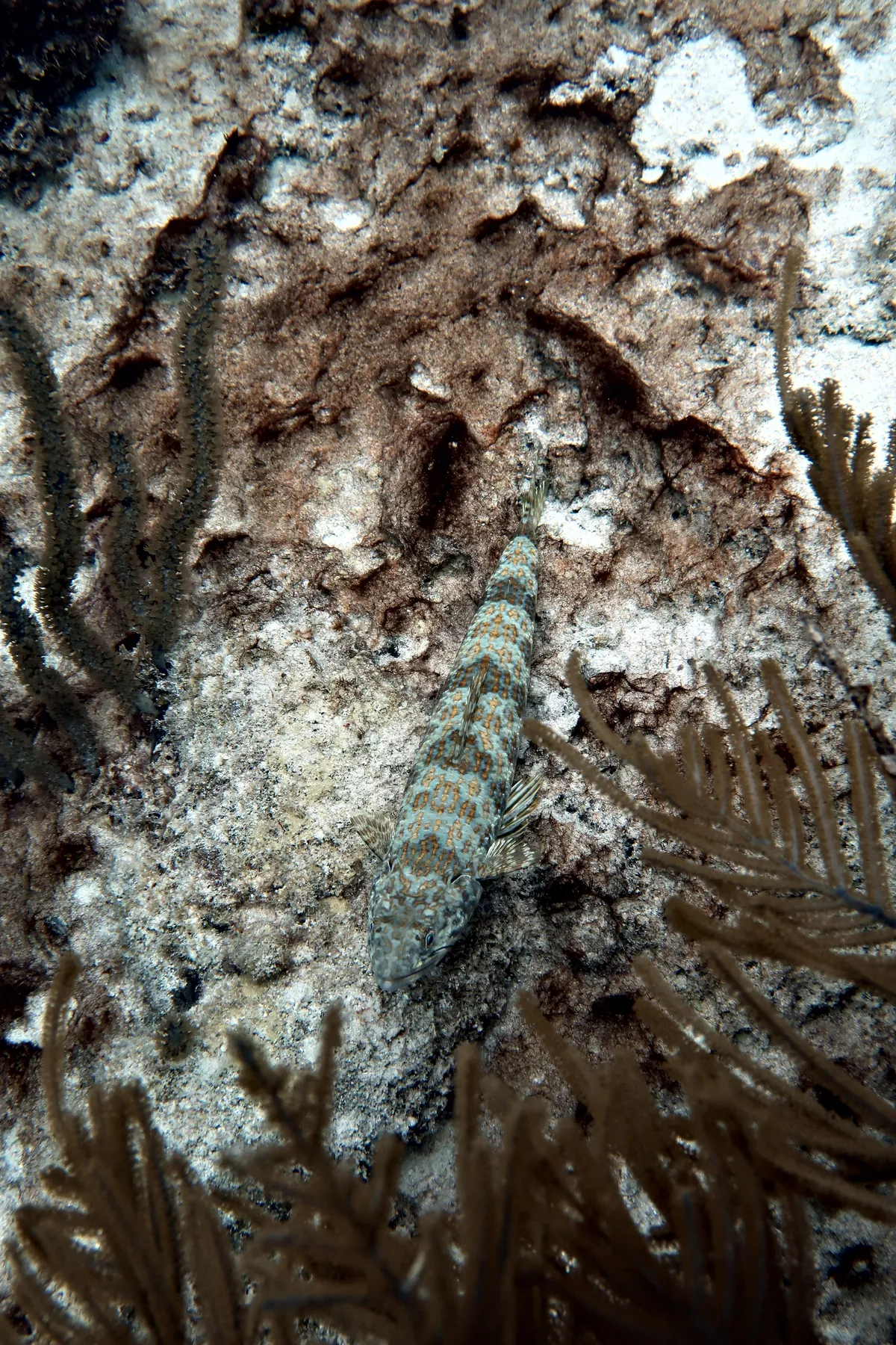 Sand Diver