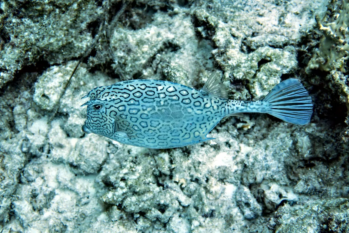 Honeycomb Cowfish