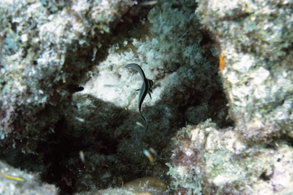 Spotted Drum