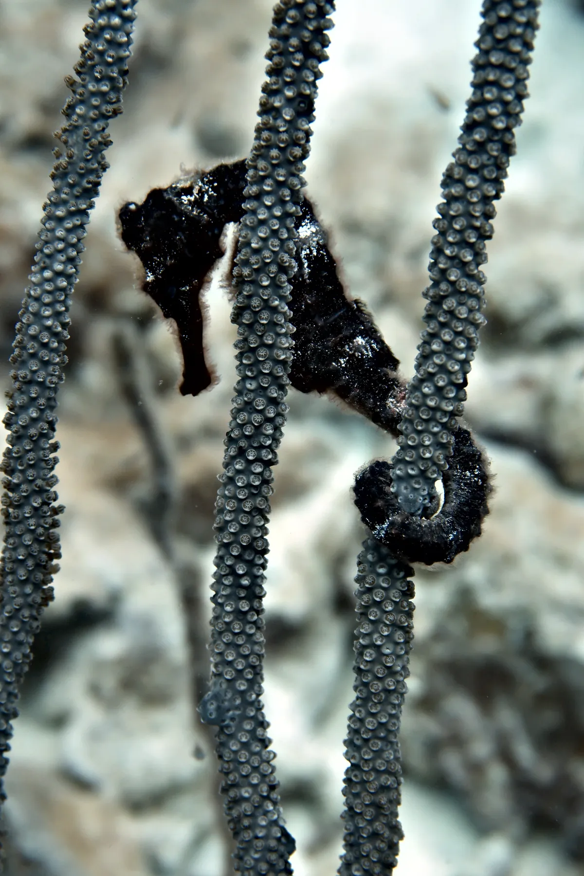 Longsnout Seahorse