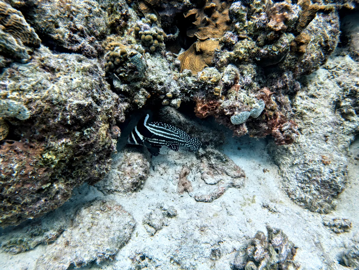 Spotted Drum