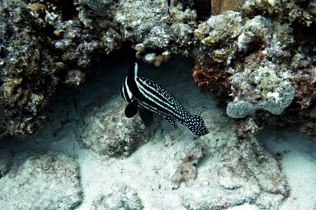 Spotted Drum