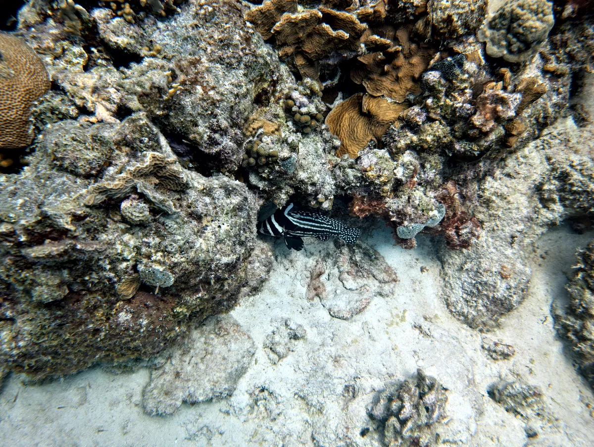 Spotted Drum