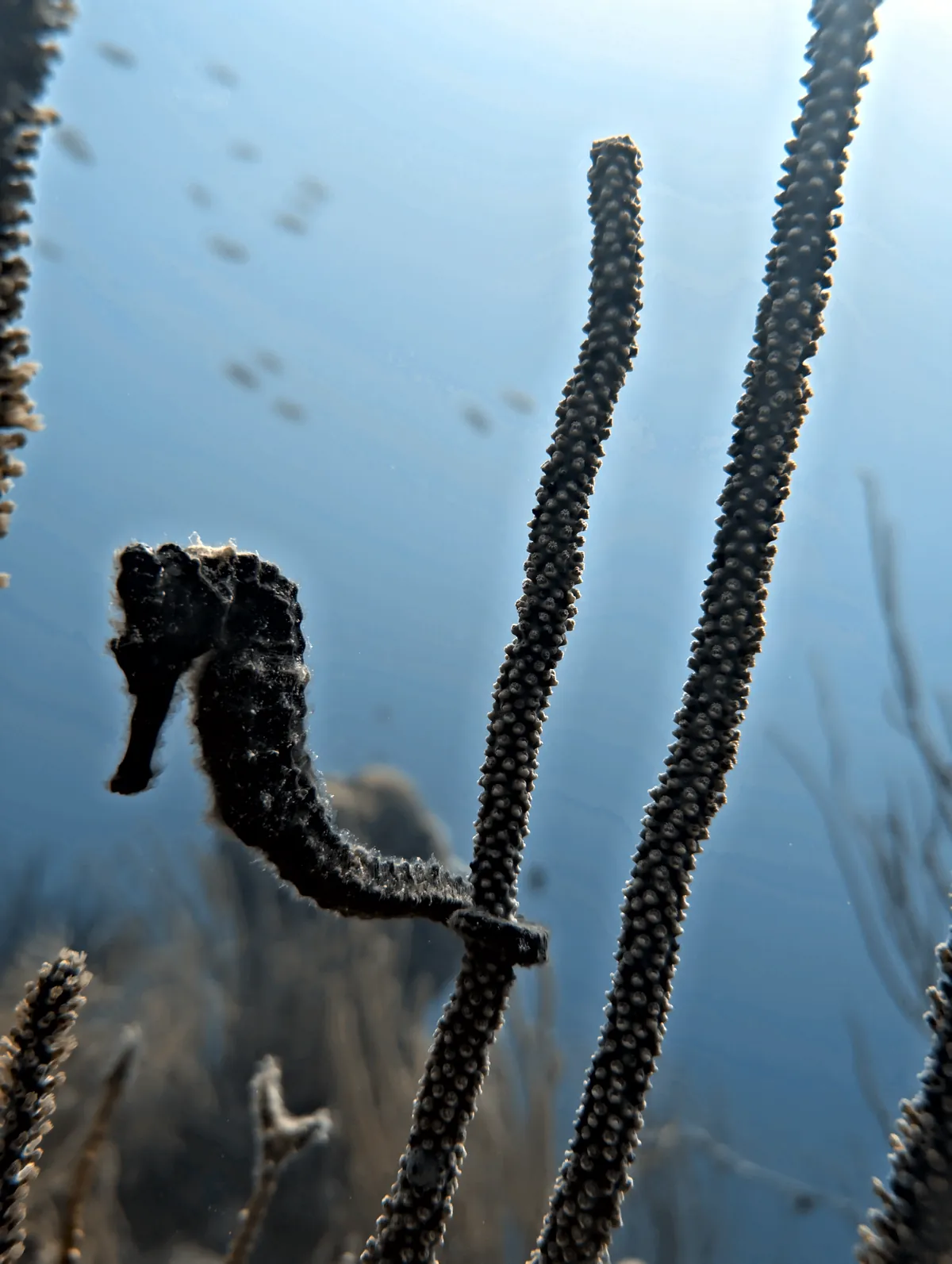 Longsnout Seahorse