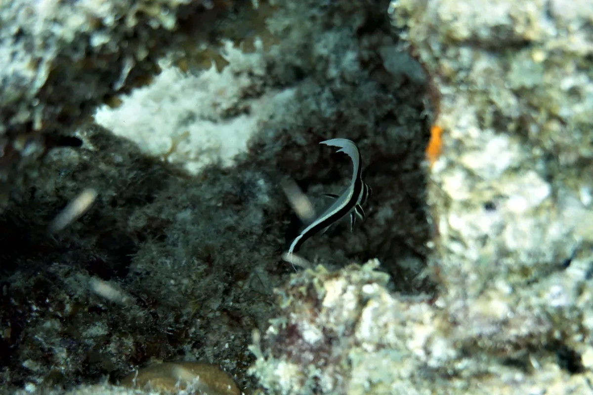Spotted Drum