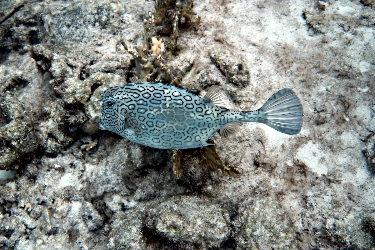 Honeycomb Cowfish
