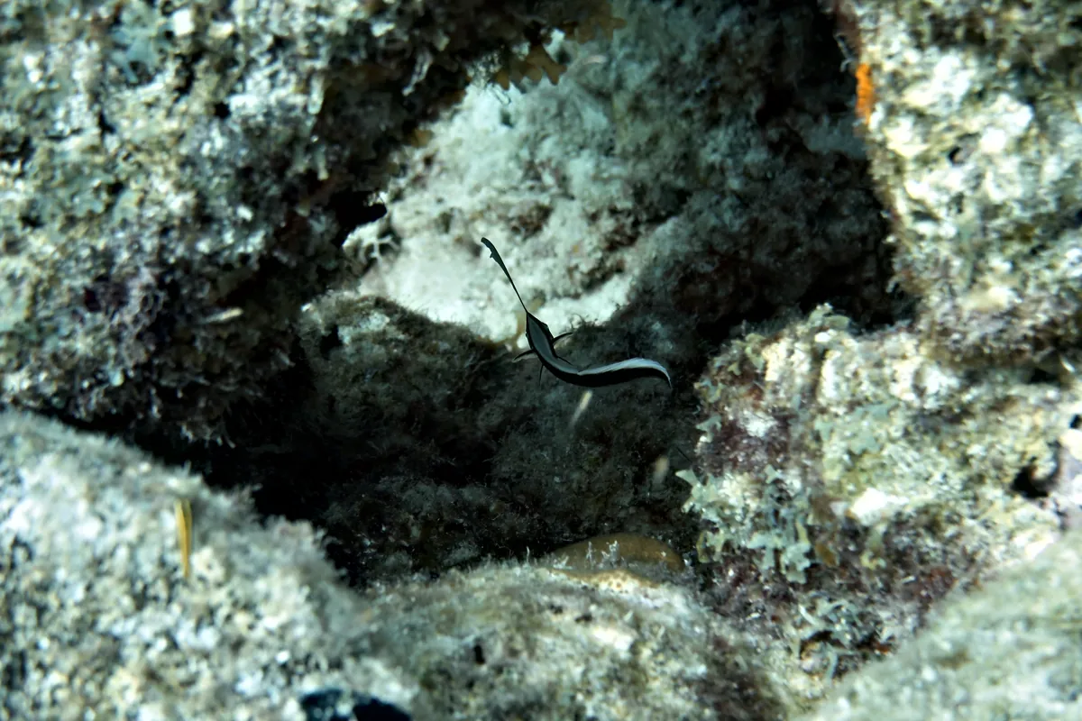 Spotted Drum