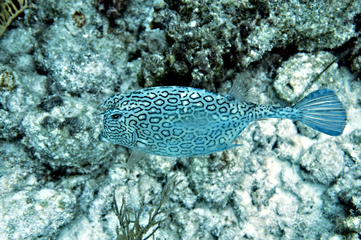 Honeycomb Cowfish