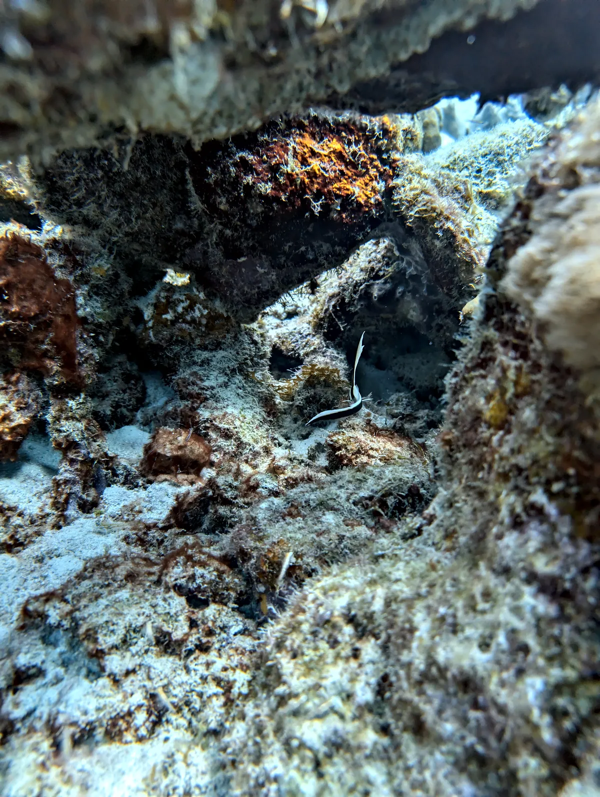 Spotted Drum