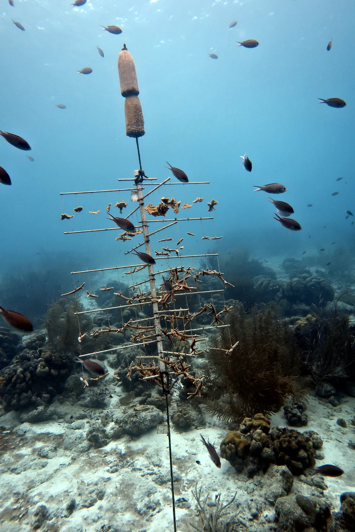 Brown Chromis
