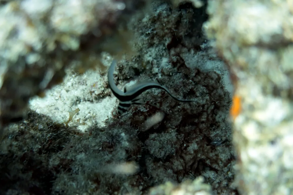 Spotted Drum