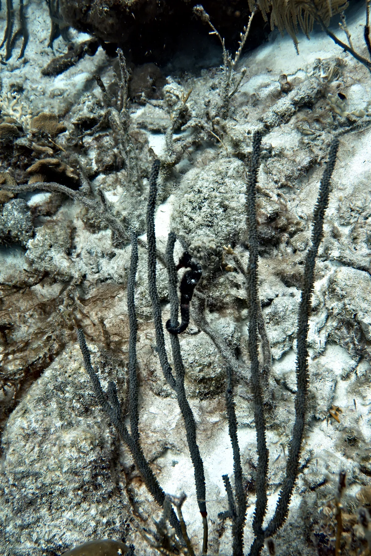 Longsnout Seahorse