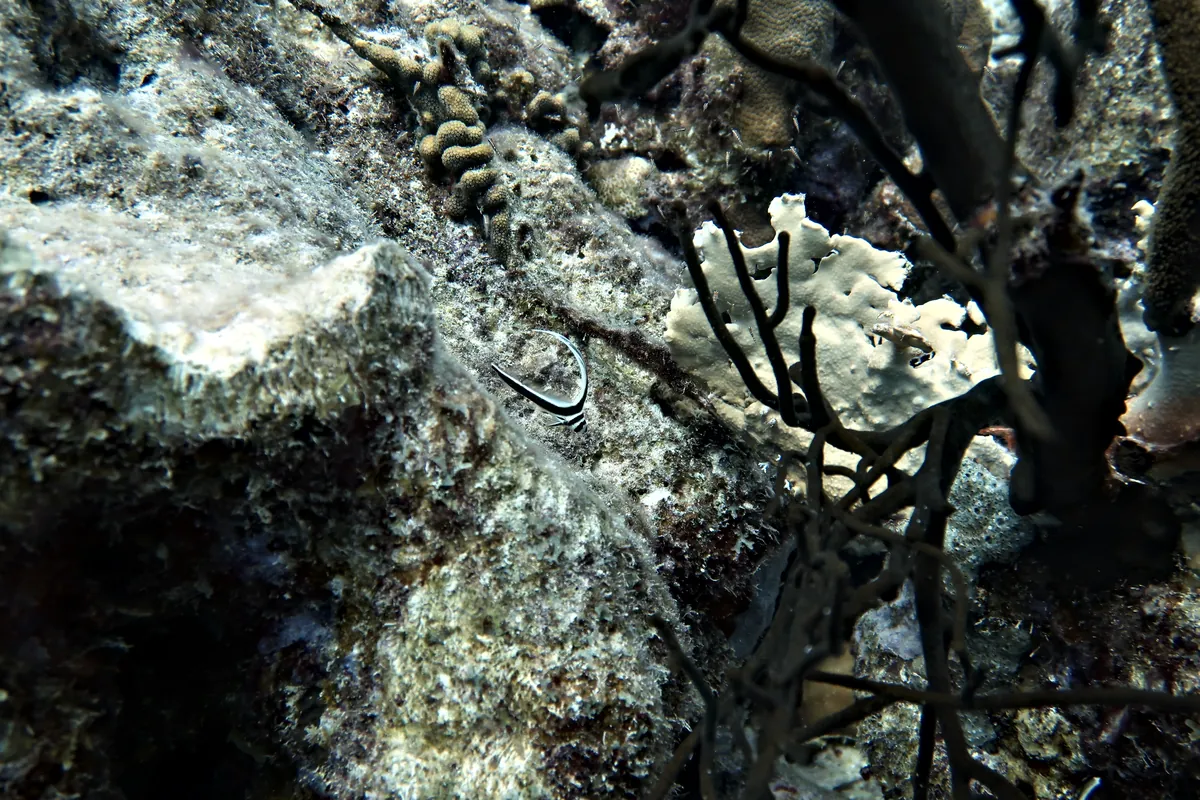 Spotted Drum