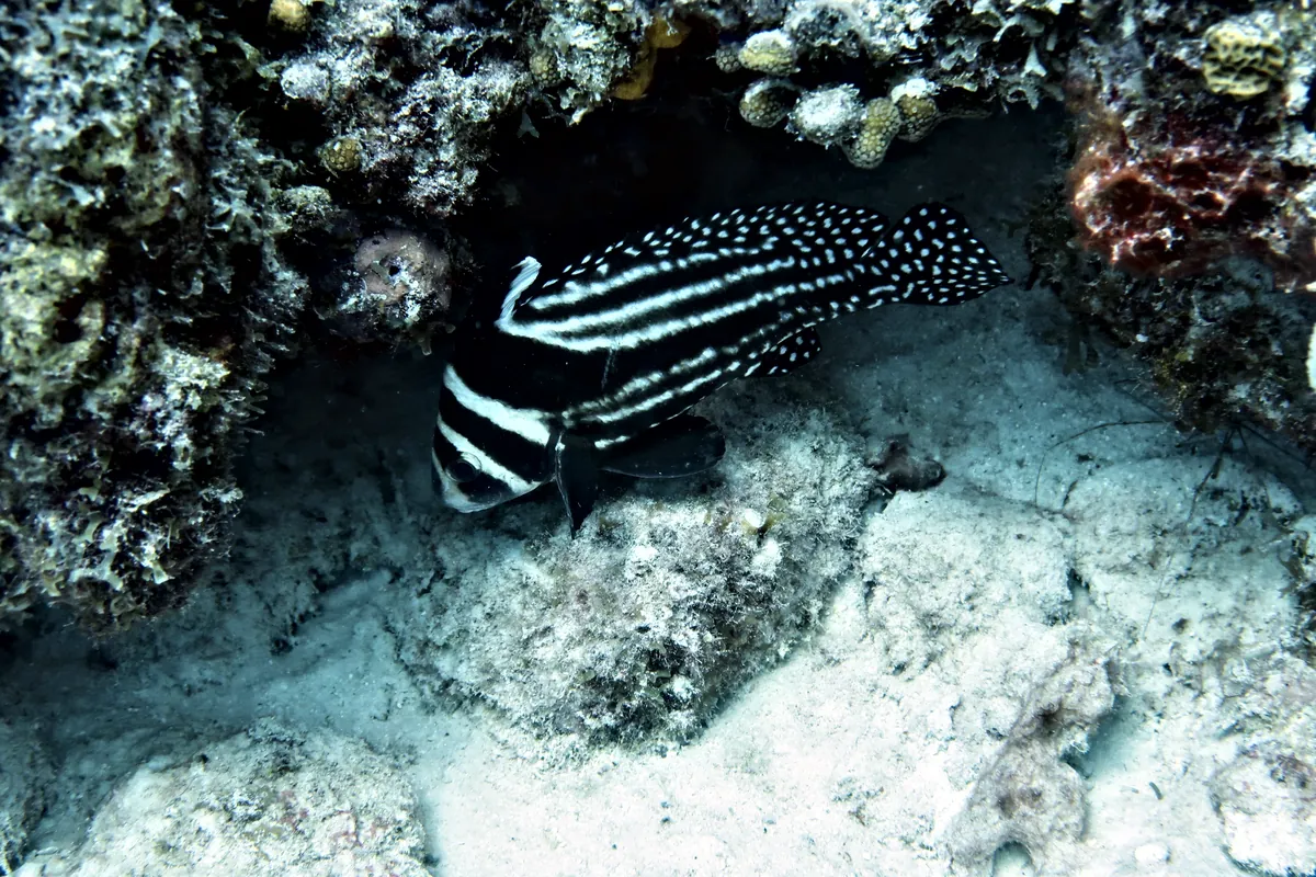 Spotted Drum