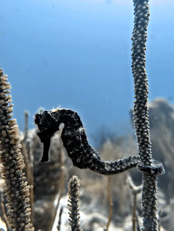 Longsnout Seahorse