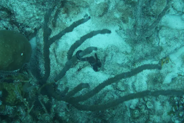 Original