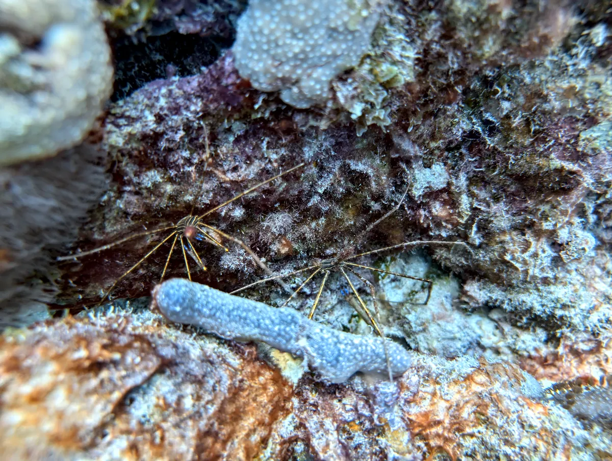 Yellowline Arrow Crab
