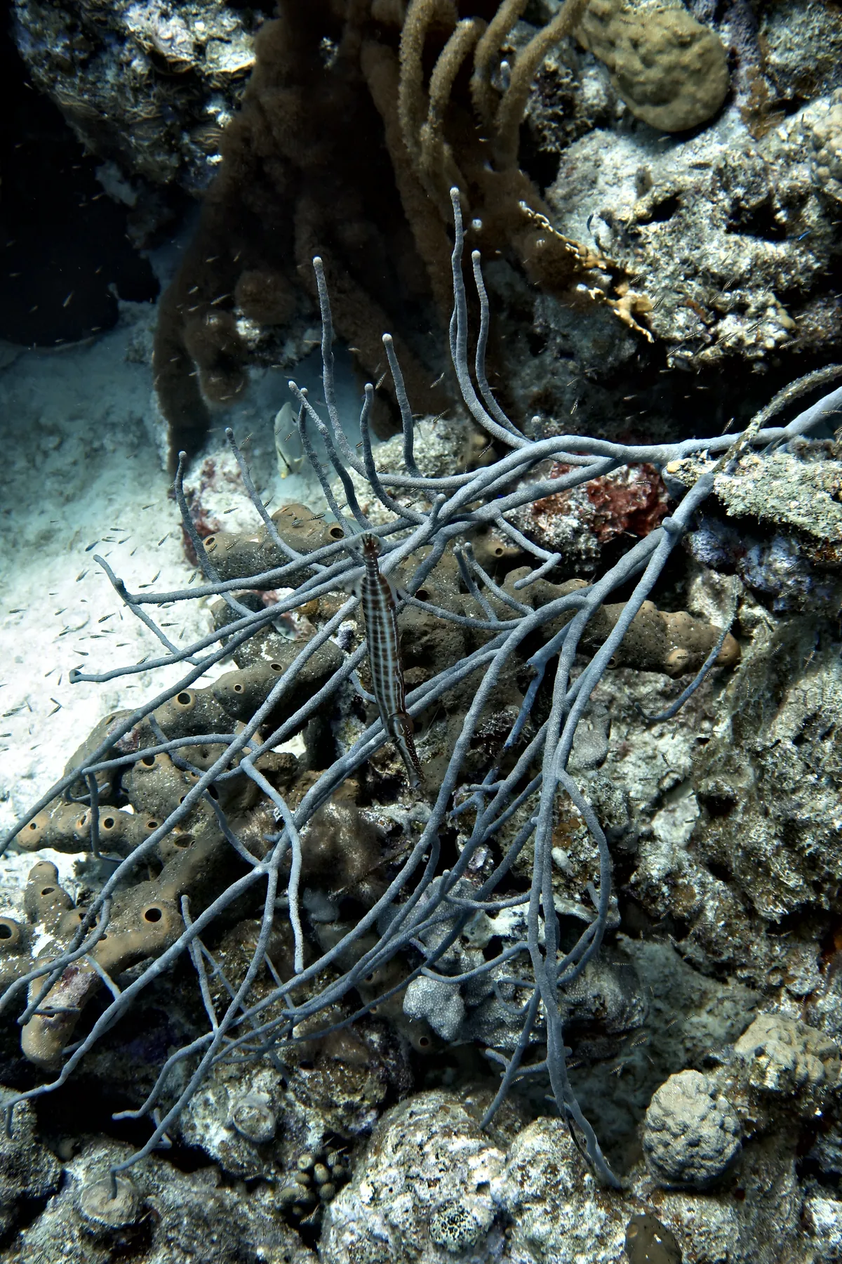 Trumpetfish