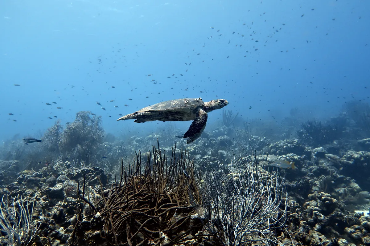 Hawksbill Sea Turtle