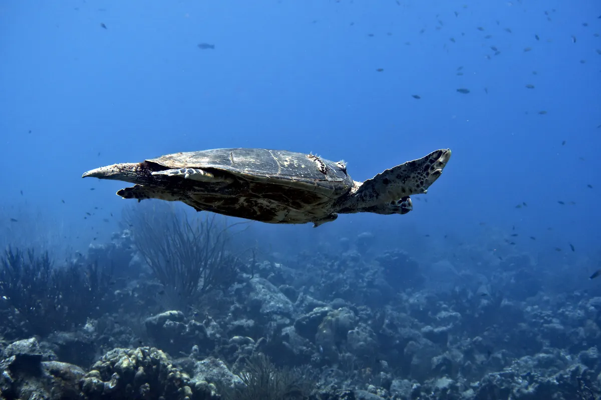 Hawksbill Sea Turtle