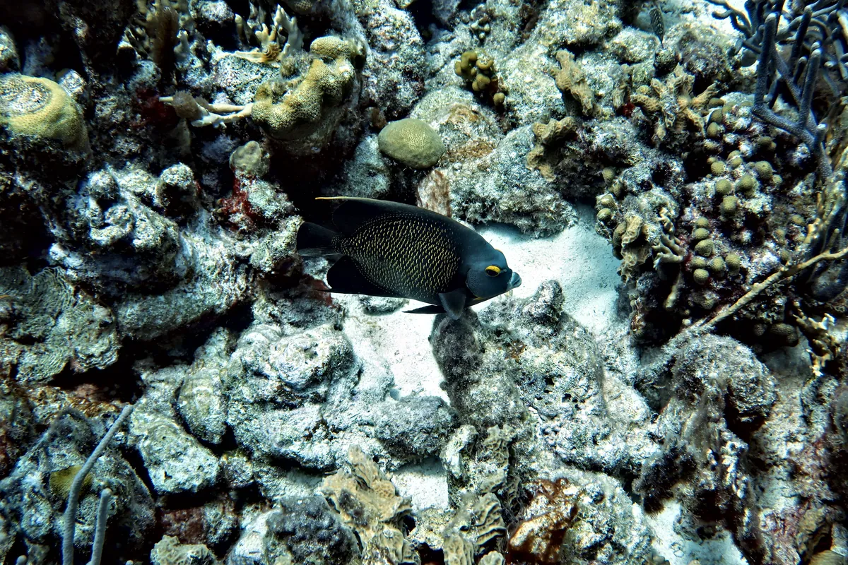 French Angelfish