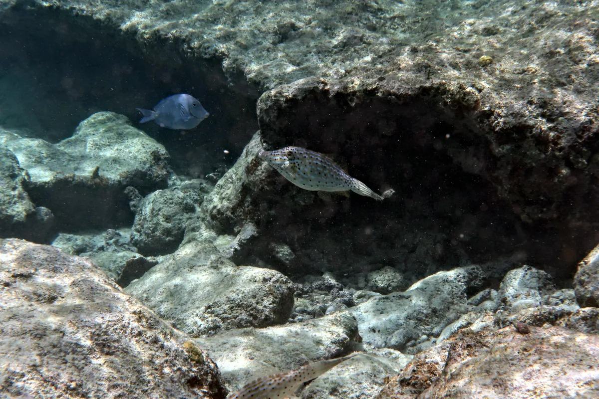 Scrawled Filefish