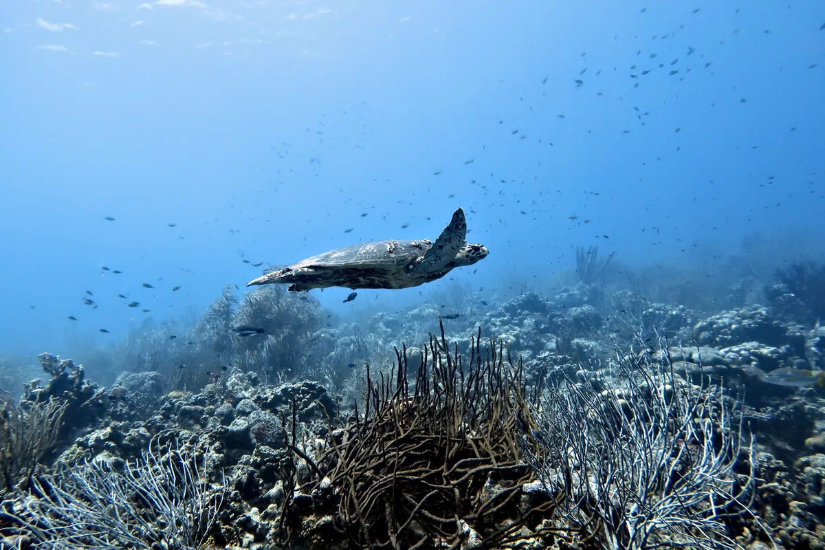 Hawksbill Sea Turtle