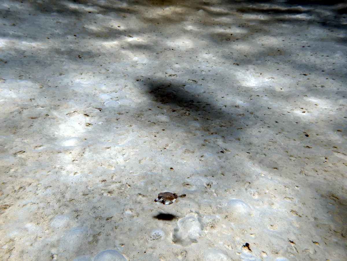 Smooth Trunkfish