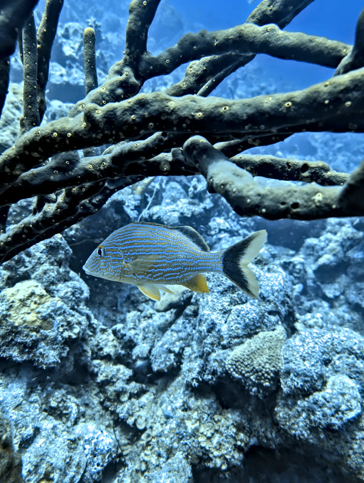 Bluestriped Grunt