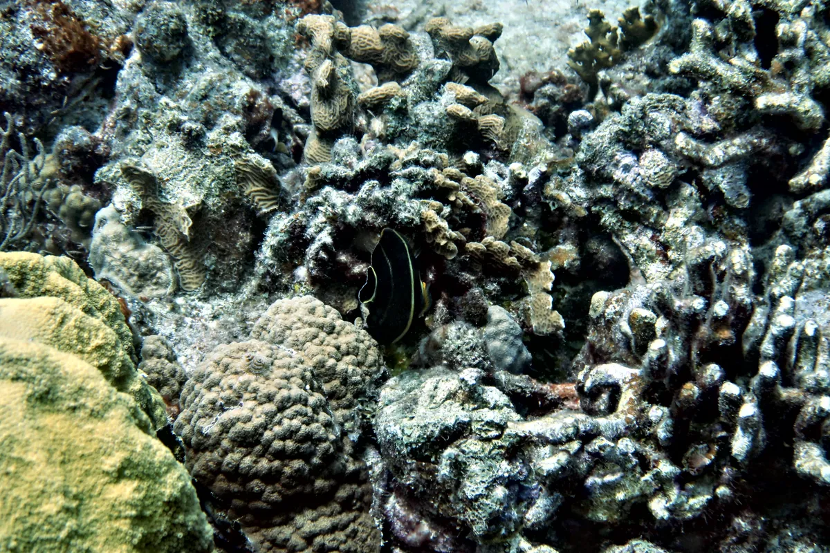 French Angelfish