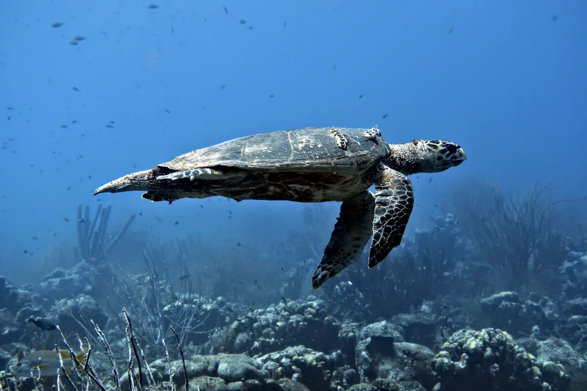 Hawksbill Sea Turtle