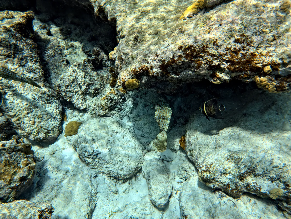 French Angelfish