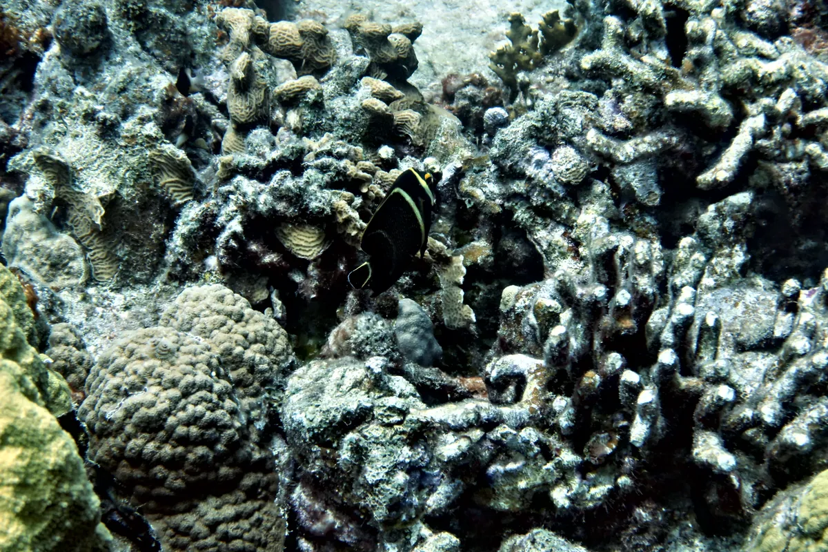 French Angelfish