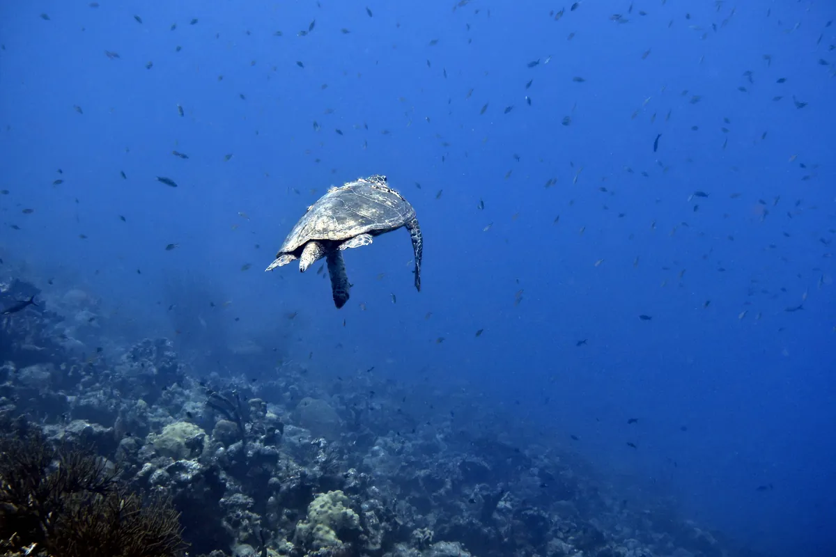 Hawksbill Sea Turtle