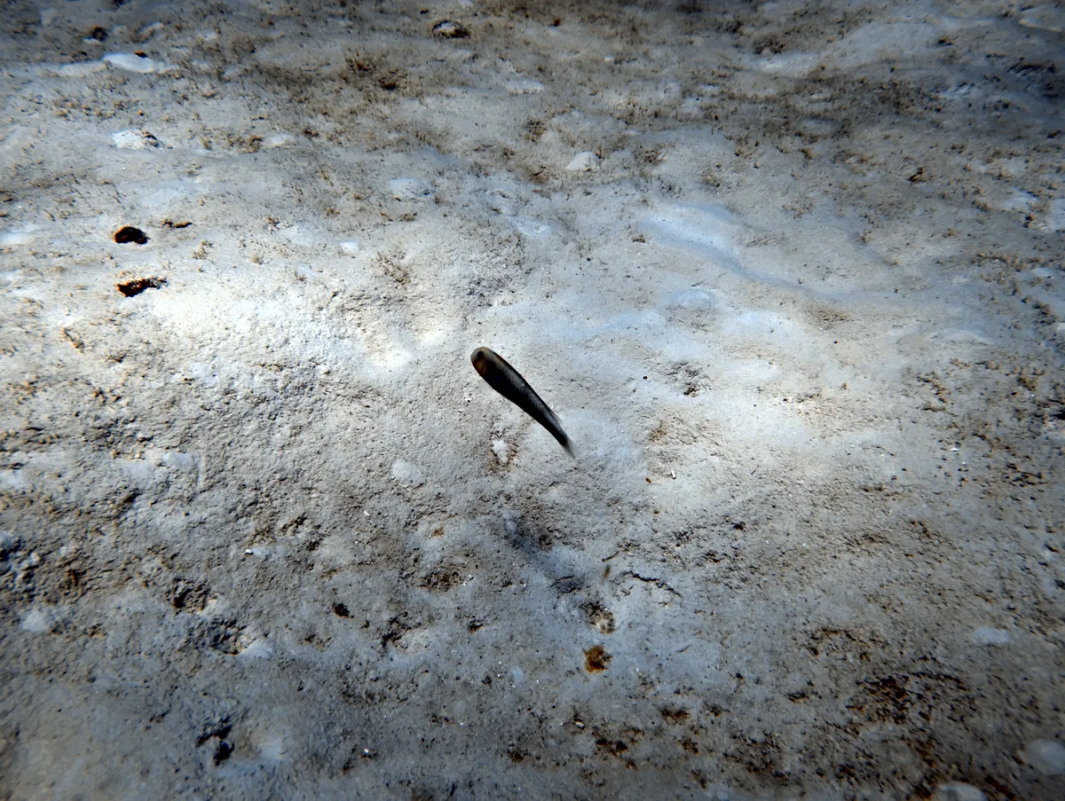 Rosy Razorfish