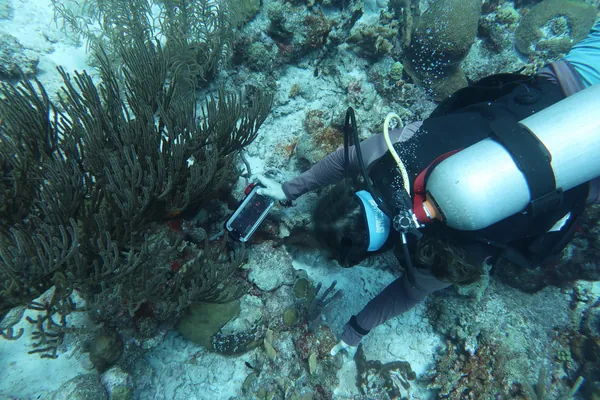 Original