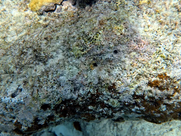 Tori's Reef · Jul 10, 2024