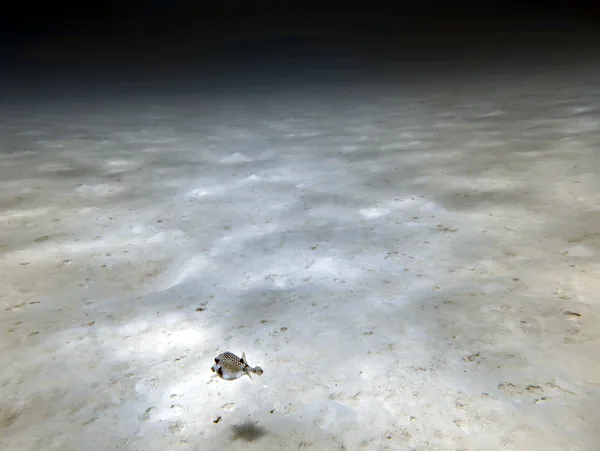 Hue Shift + Clarity (near)