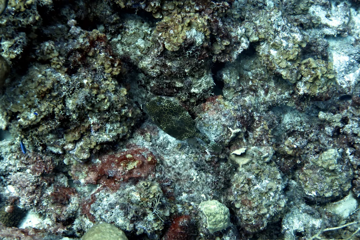 Honeycomb Cowfish