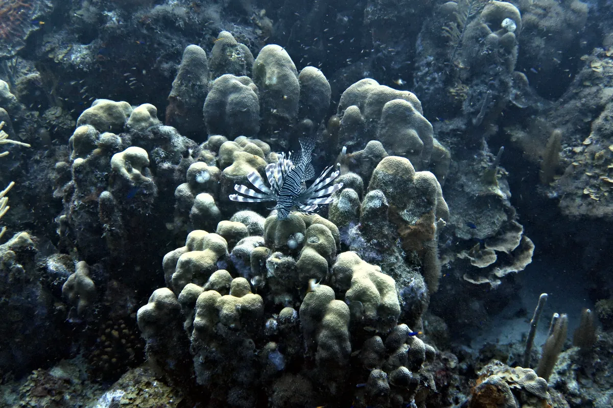 Red Lionfish