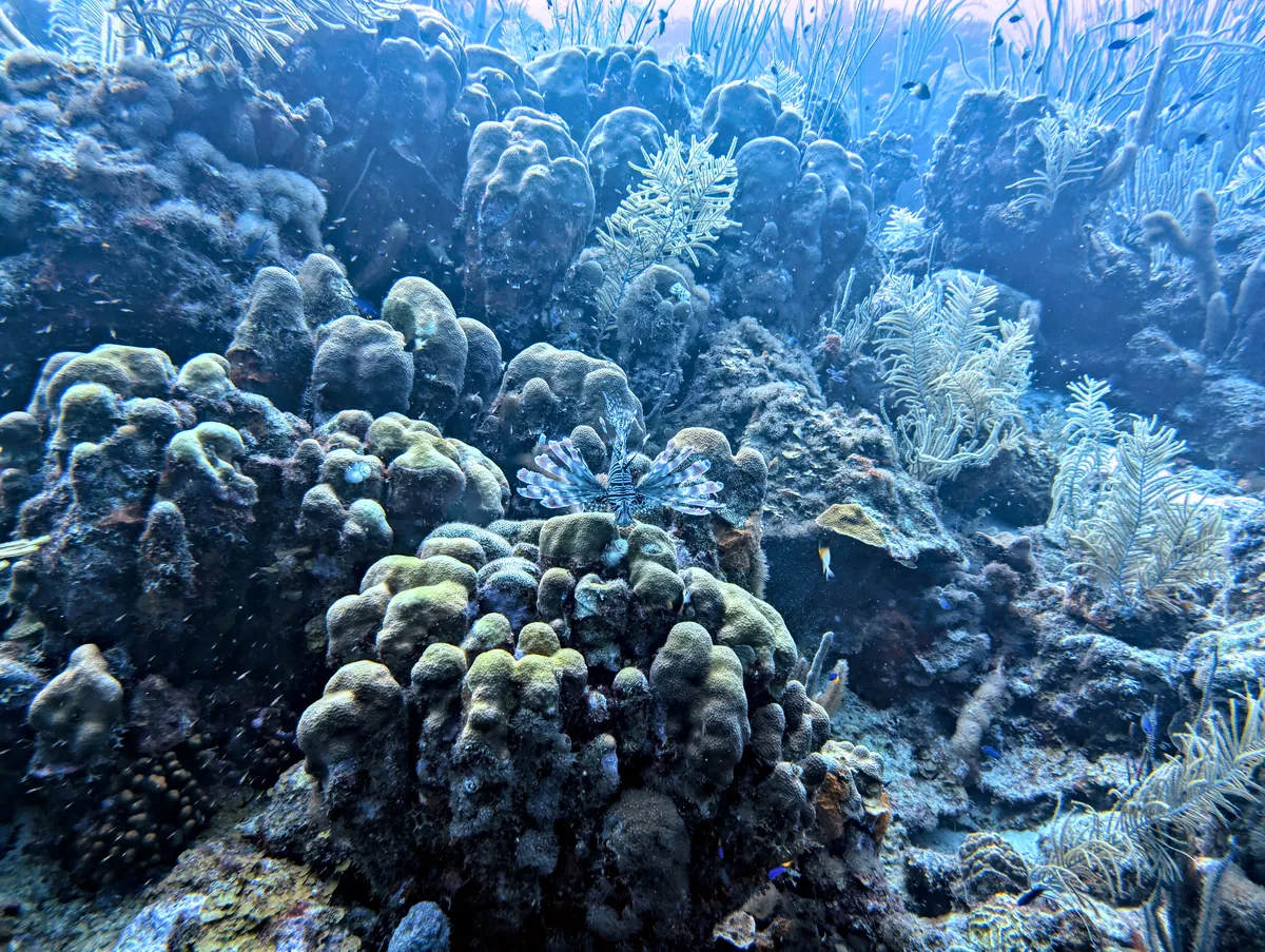 Red Lionfish
