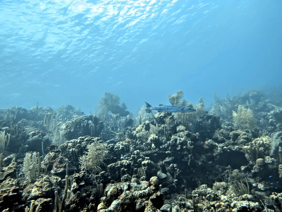 Great Barracuda