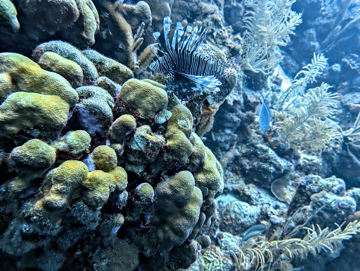 Red Lionfish
